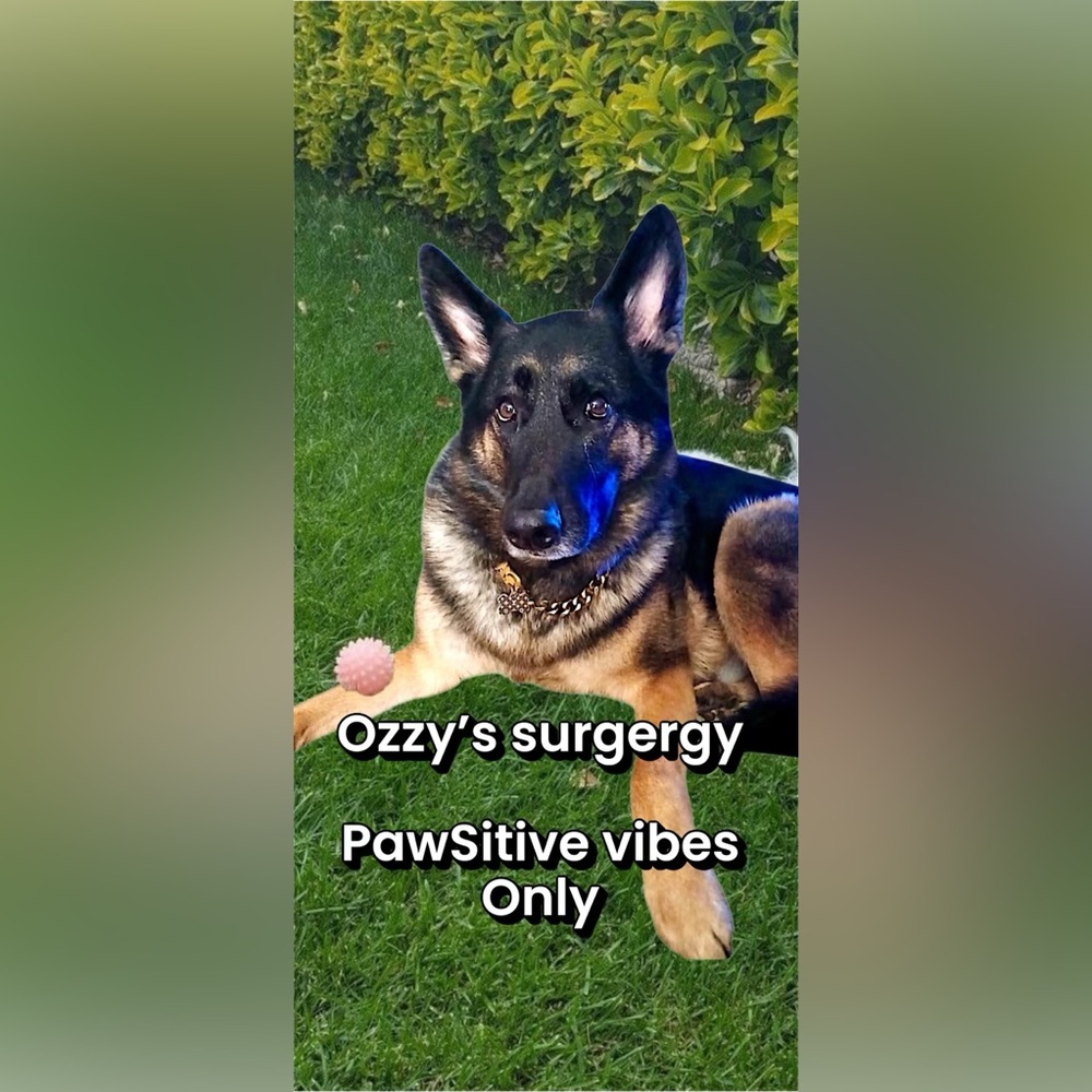 Ozzy's Operation Show PawSitive vibes only